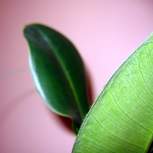 Rubber plant